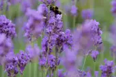 Lavandula angustifolia 