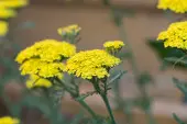 Achillea millefolium
