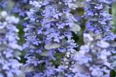 Ajuga reptans 