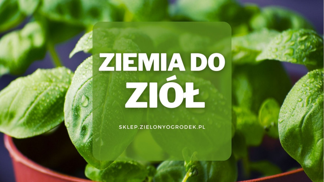 ziemia do ziół - fot. tookapic- Pixabay