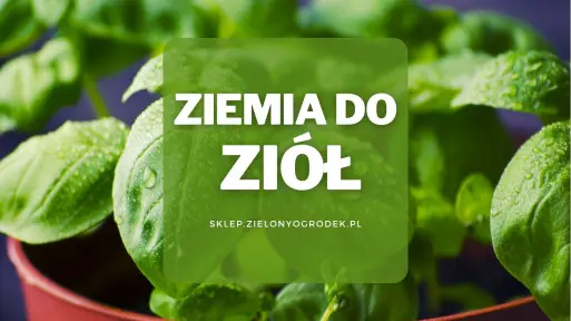 Ziemia do ziół | Jaką wybrać i gdzie kupić? 