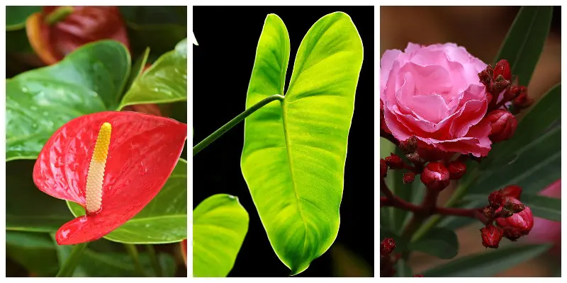 Anturium, filodendron, oleander - trujące rośliny domowe