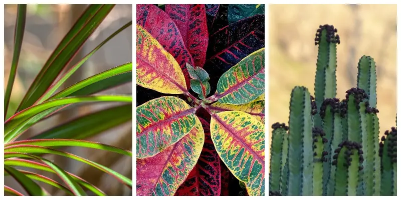 Dracena, kroton, wilczomlecz - trujące rośliny domowe