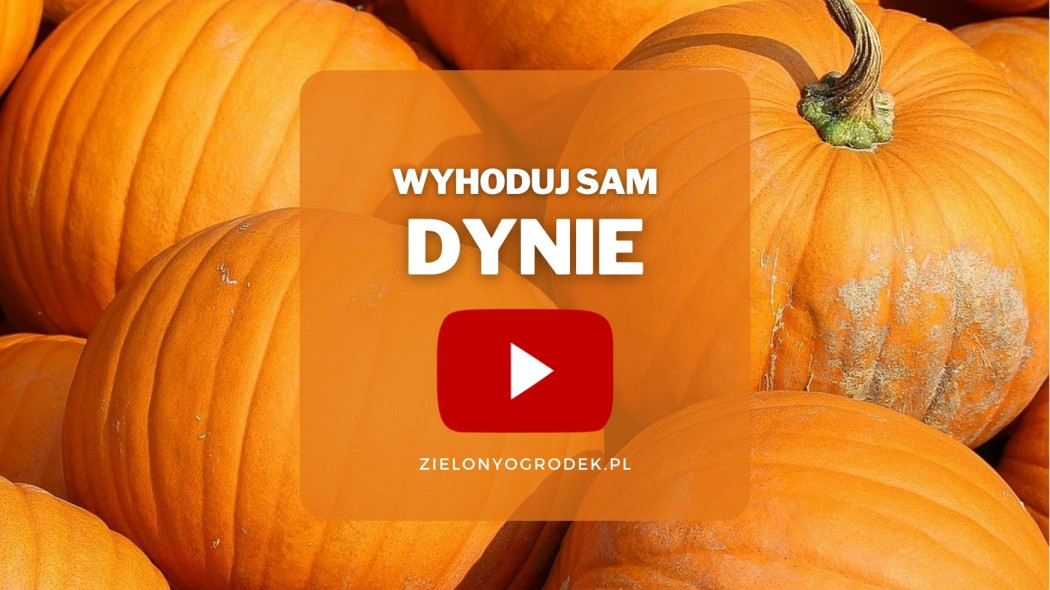 jak wyhodować dynie - Pixabay