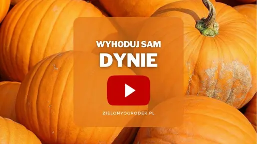 Dynie z ogrodu | Wyhoduj sam! 