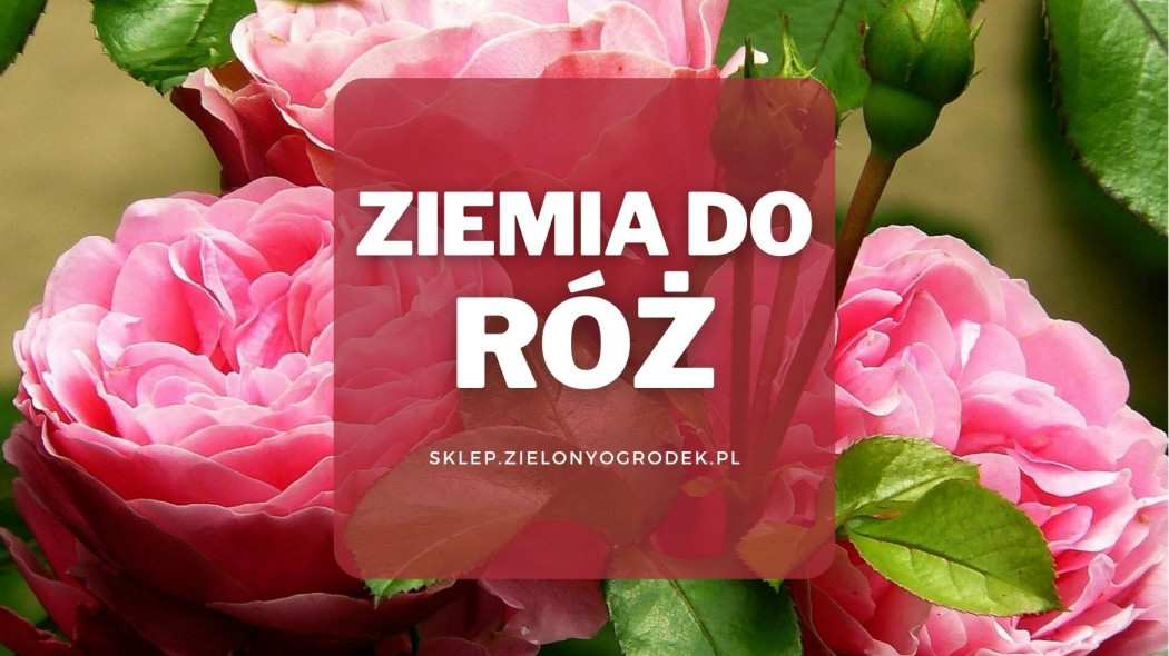 ziemia do róż - fot. cocoparisienne - Pixabay