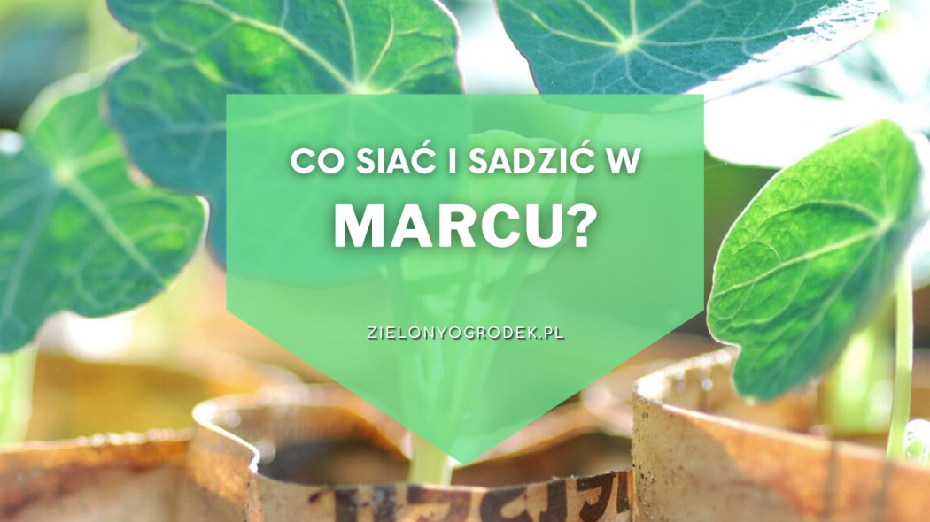 Co siać i sadzić w marcu Lista roślin