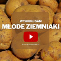 Młode ziemniaki z ogrodu | Wyhoduj sam! 