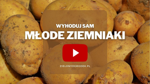 Młode ziemniaki z ogrodu | Wyhoduj sam! 