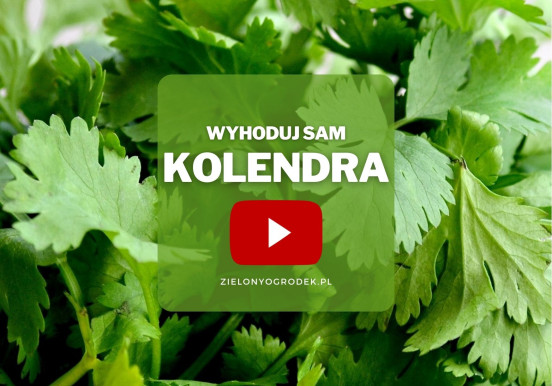 Kolendra z ogrodu | Wyhoduj sam!