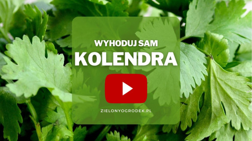 Kolendra z ogrodu | Wyhoduj sam! 