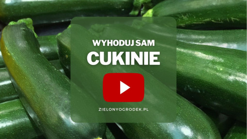 Cukinie z ogrodu | Wyhoduj sam! 