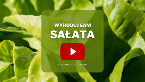 Sałata z ogrodu | Wyhoduj sam! 