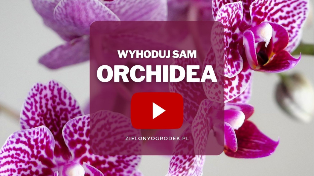 jak wyhodować orchideę - fot. Albrecht Fietz - Pixabay