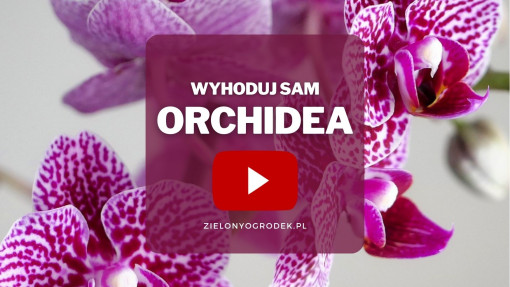 Orchidea | Wyhoduj sam! 