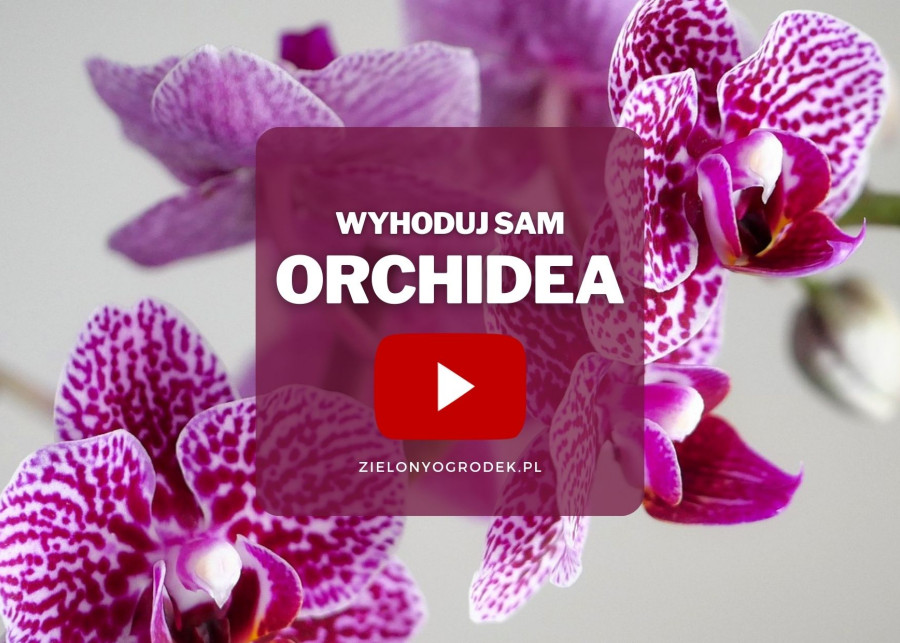 jak wyhodować orchideę - fot. Albrecht Fietz - Pixabay