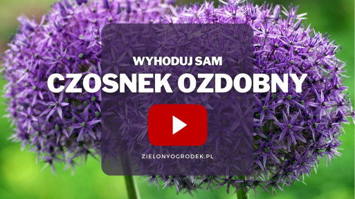 Czosnek ozdobny | Wyhoduj sam! 