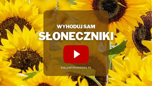 Słoneczniki z ogrodu | Wyhoduj sam! 