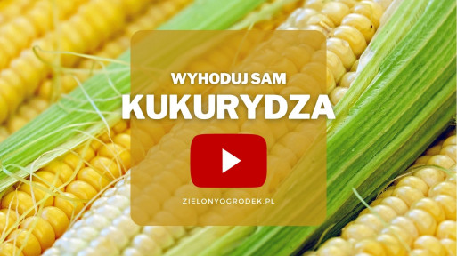 Kukurydza z ogrodu | Wyhoduj sam! 