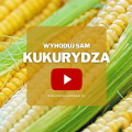 Kukurydza z ogrodu | Wyhoduj sam! 