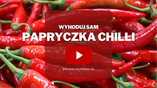 Papryczka chilli z ogrodu | Wyhoduj sam! 