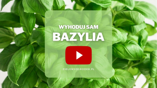 Bazylia z ogrodu | Wyhoduj sam!