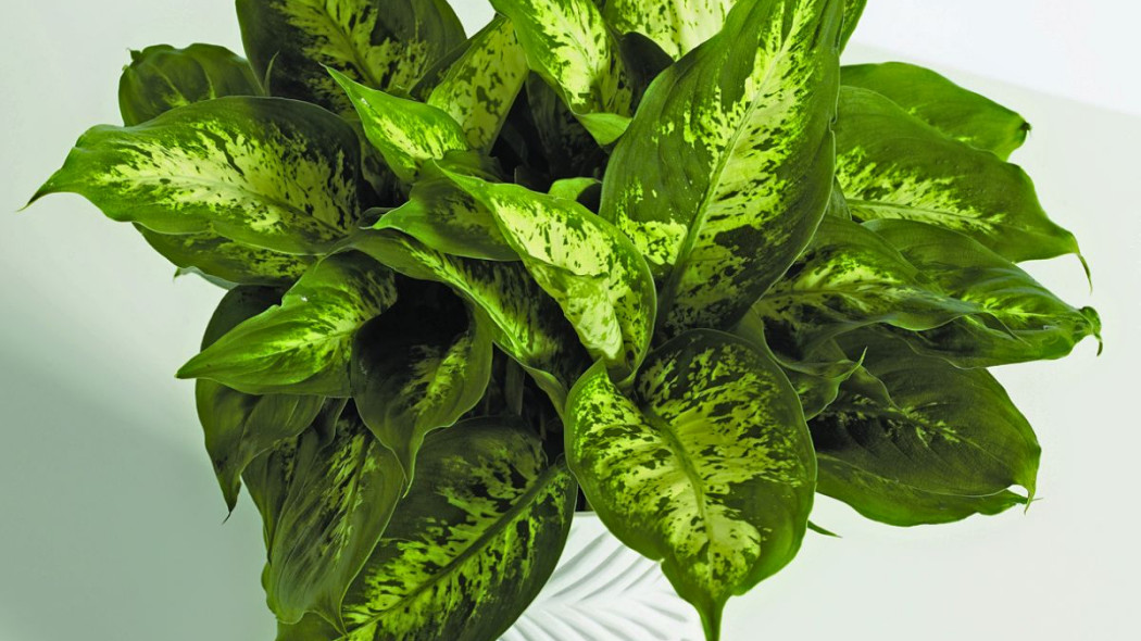 Difenbachia dieffenbachia maculata, fot. Floradania.dk