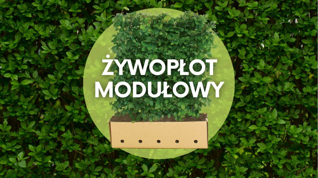 Żywopłot modułowy