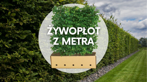 Gotowe żywopłoty modułowe | Efekt w 10 godzin!