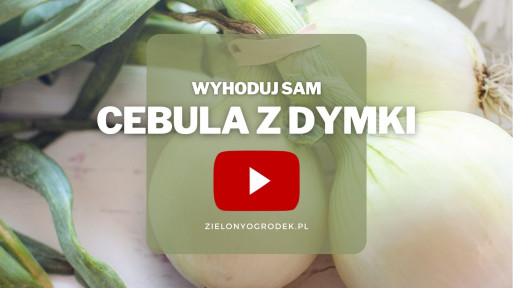 Cebula z dymki | Wyhoduj sam! 