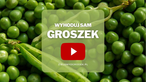 Groszek z ogrodu | Wyhoduj sam!