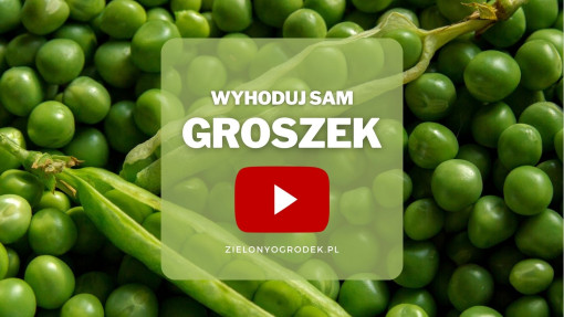 Groszek z ogrodu | Wyhoduj sam!