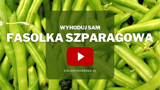 Fasolka szparagowa z ogrodu | Wyhoduj sam!