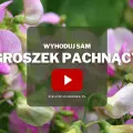 Groszek pachnący | Wyhoduj sam! 