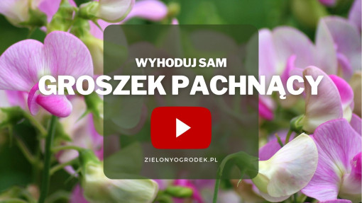 Groszek pachnący | Wyhoduj sam! 