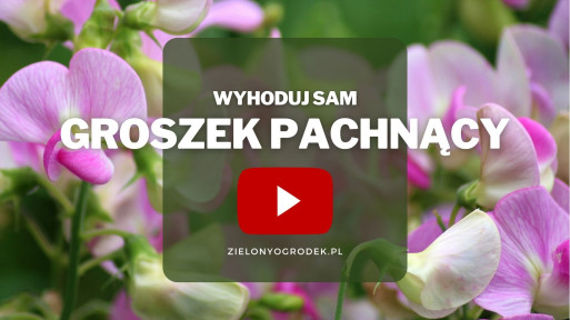 Groszek pachnący | Wyhoduj sam! 