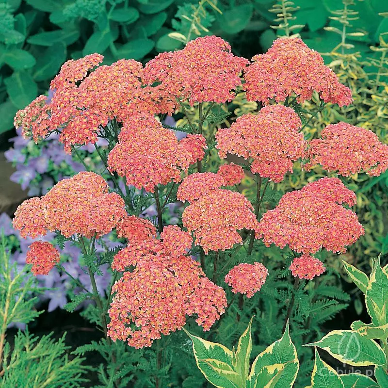 Krwawnik (łac. Achillea) odmiana 'Altrosa'