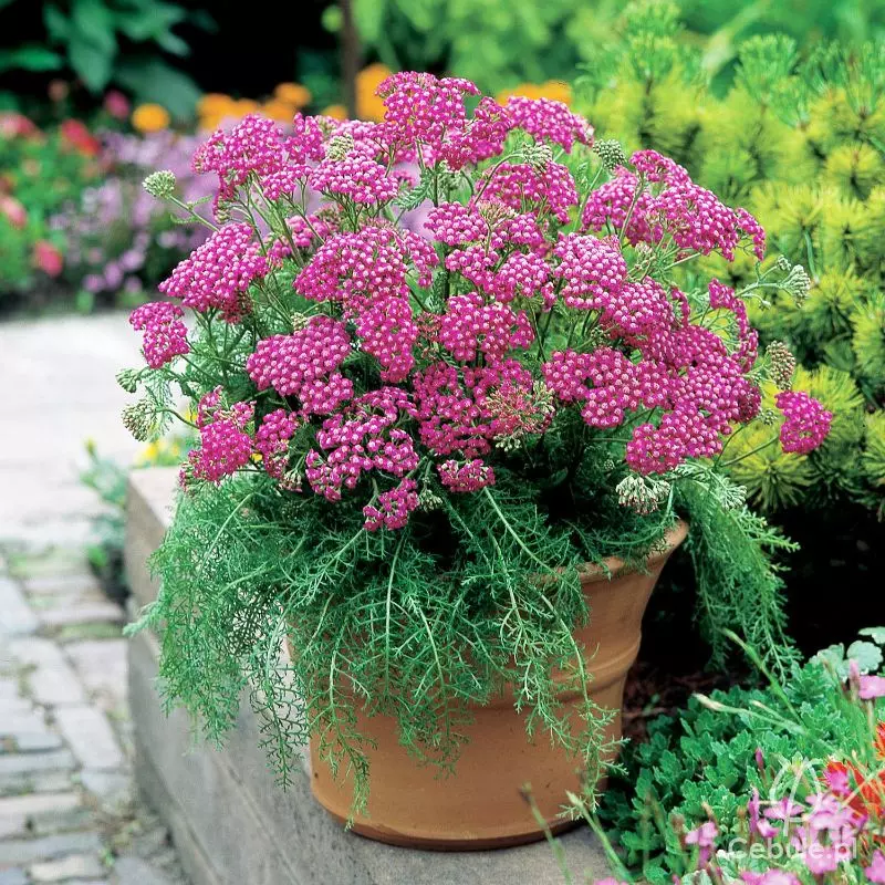 Krwawnik (łac. Achillea) odmiana 'Lilac Beauty'