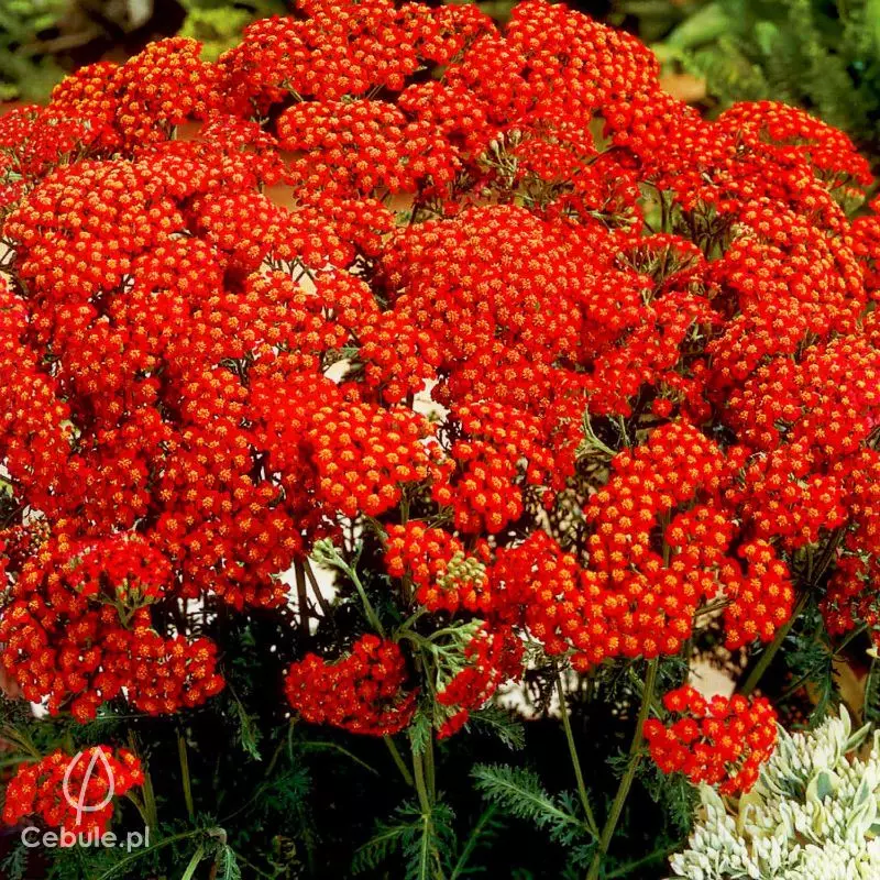 Krwawnik (łac. Achillea) odmiana 'Red Velvet'