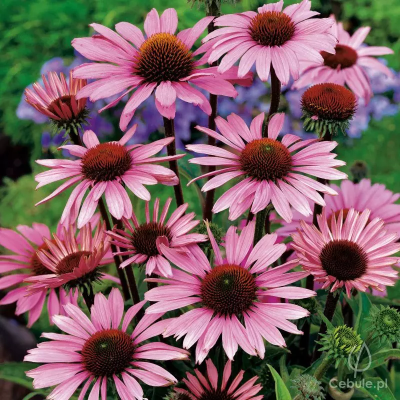 Jeżówka purpurowa (łac. Echinacea)