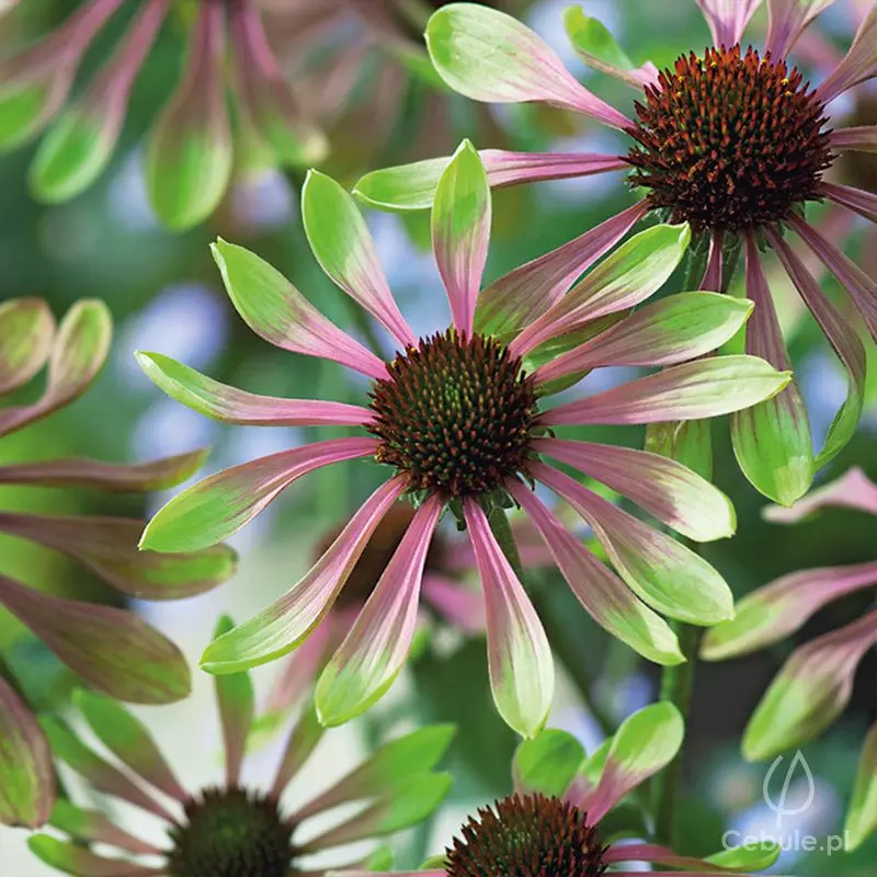 Jeżówka (łac. Echinacea) odmiana 'Green Twister'