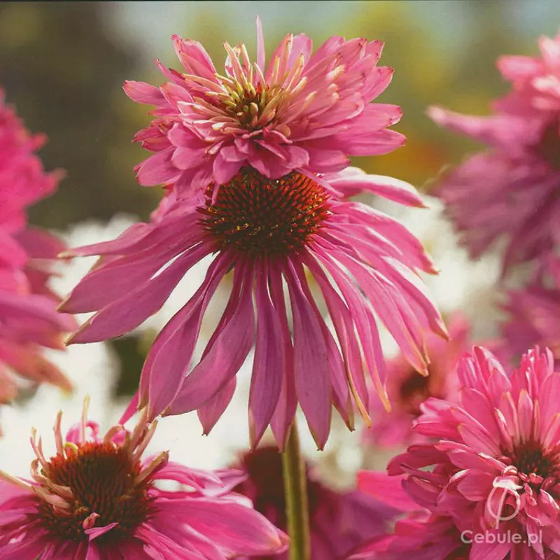 Jeżówka (łac. Echinacea) odmiana 'Double Decker'