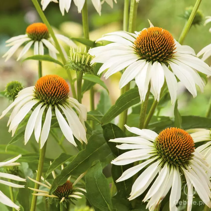 Jeżówka (łac. Echinacea) odmiana 'White Swan'