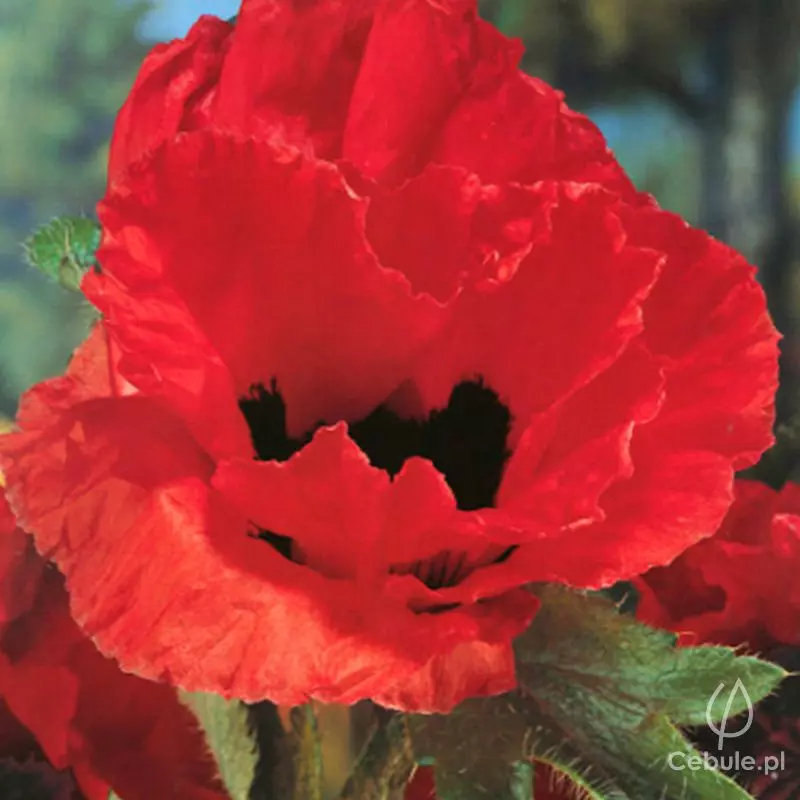 Mak (łac. Papaver) odmiana 'Marcus Perry'