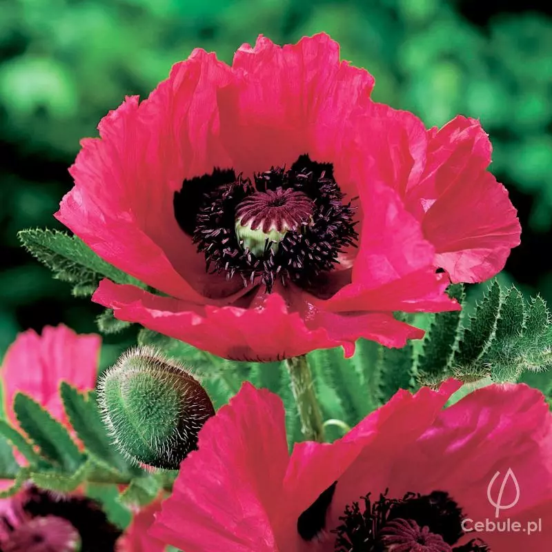 Mak (łac. Papaver) odmiana 'Watermelon'