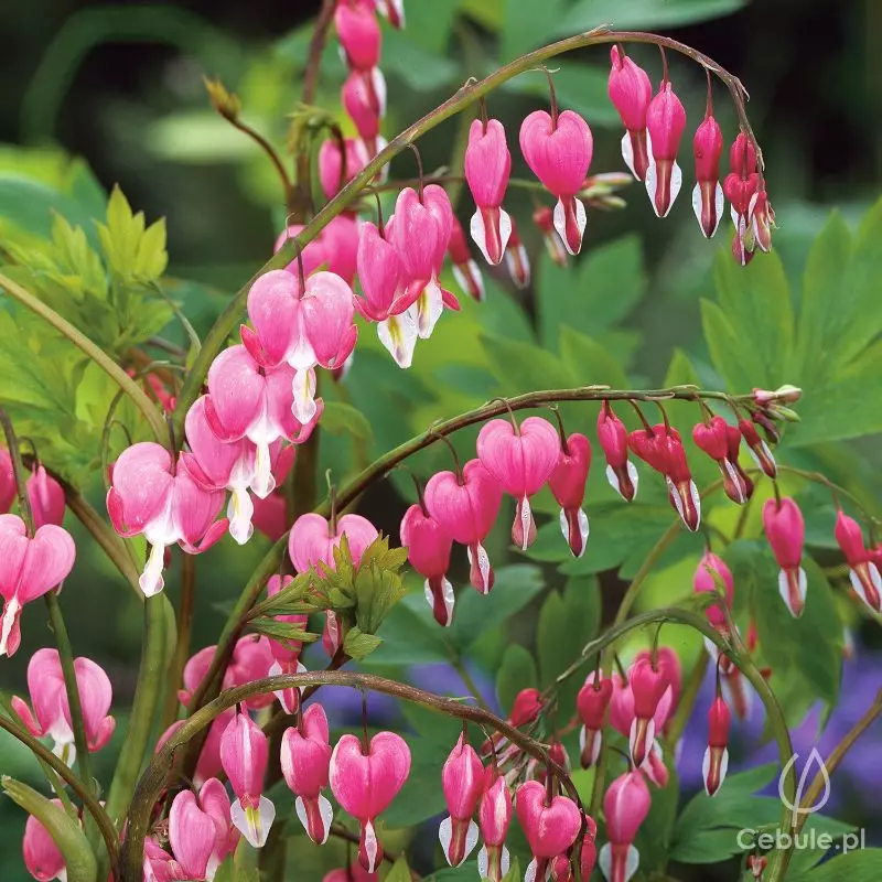 Serduszka (łac. Dicentra spectabilis)