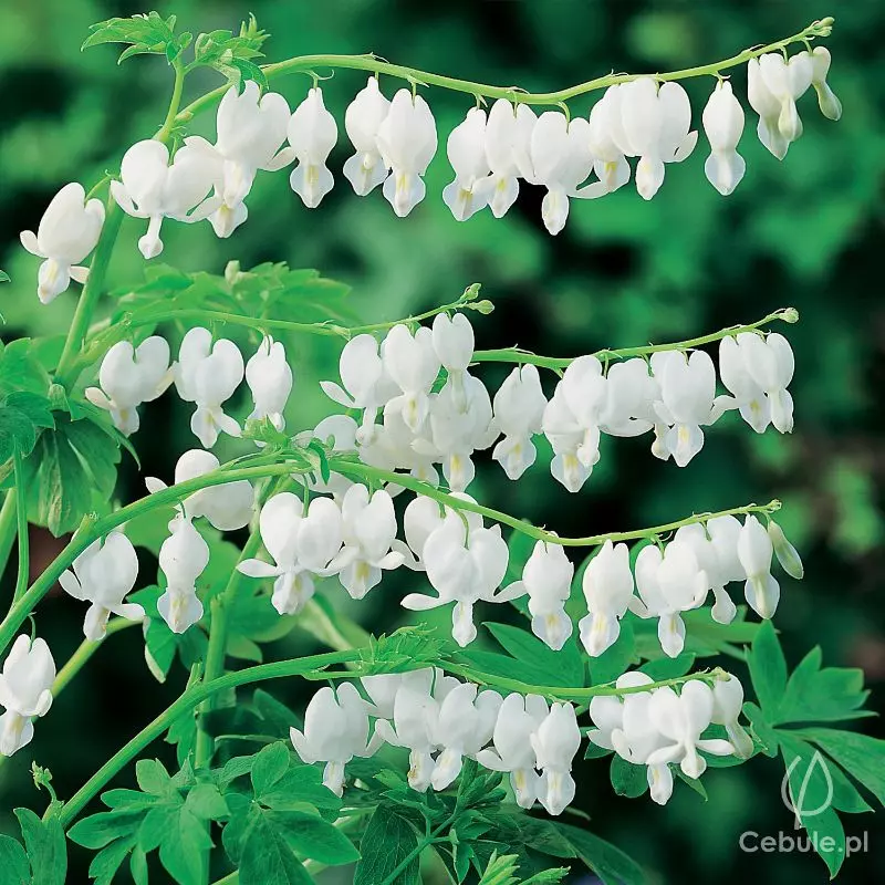 Serduszka (łac. Dicentra spectabilis) odmiana 'Alba'