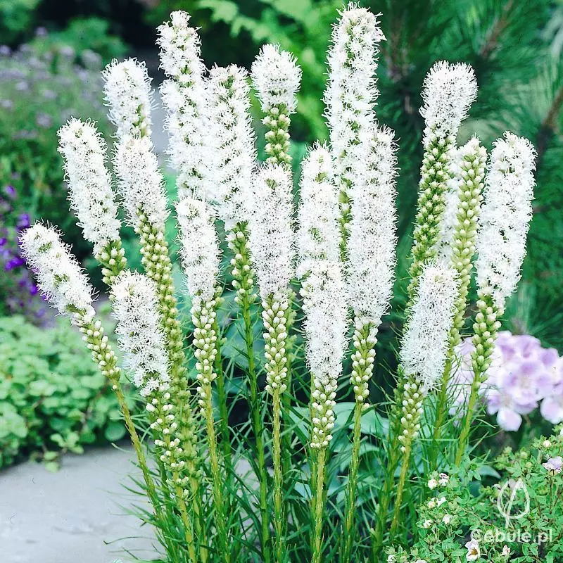 Liatra (łac. Liatris spicata) odmiana 'Alba'