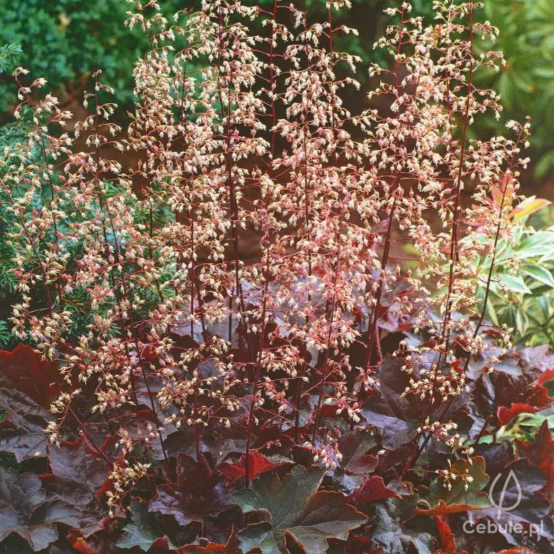 Żurawka (łac. Heuchera) odmiana 'Palace Purple'