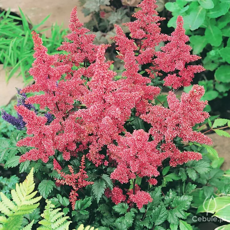 Tawułka (łac. Astilbe japonica) odmiana 'Bremen'